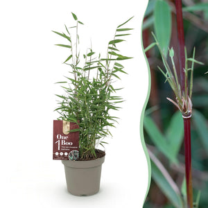 Fargesia nitida Red Dragon, bladhoudende bamboe voor de tuin