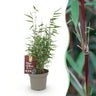 Fargesia nitida Red Dragon, bladhoudende bamboe voor de tuin