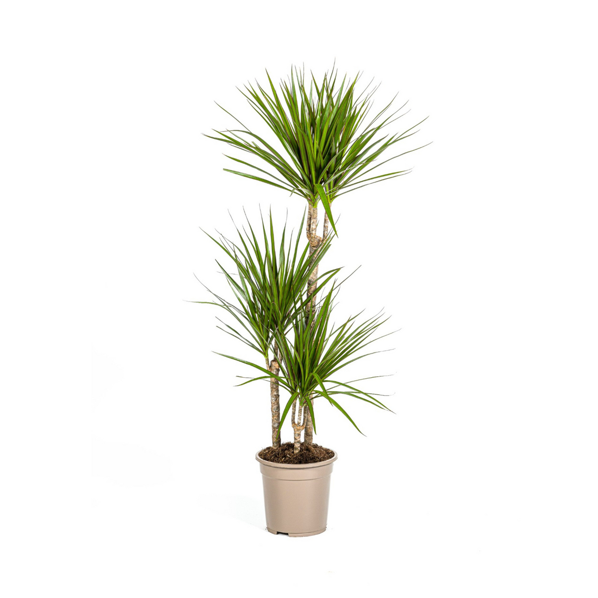 Dracaena Marginata Green, plant in pot