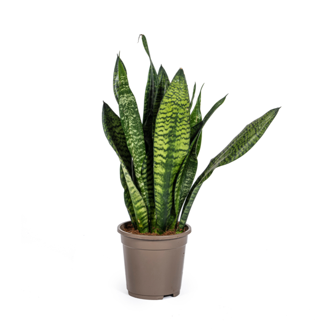 Sansevieria Trifasciata Zeylanica Compacta, plant in pot