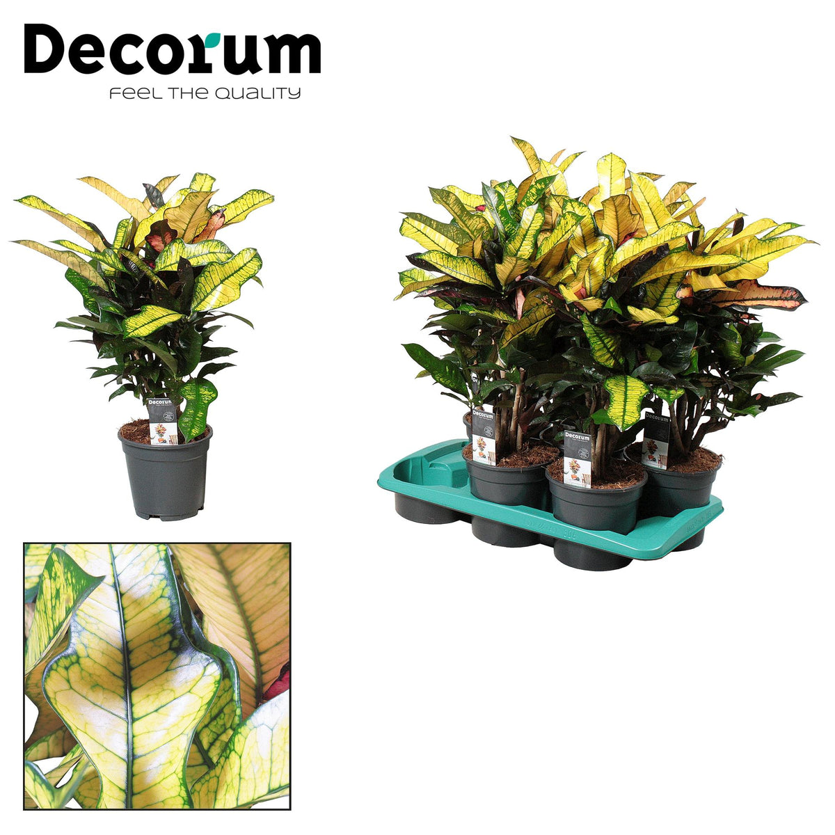 Croton Wilma, plant in pot