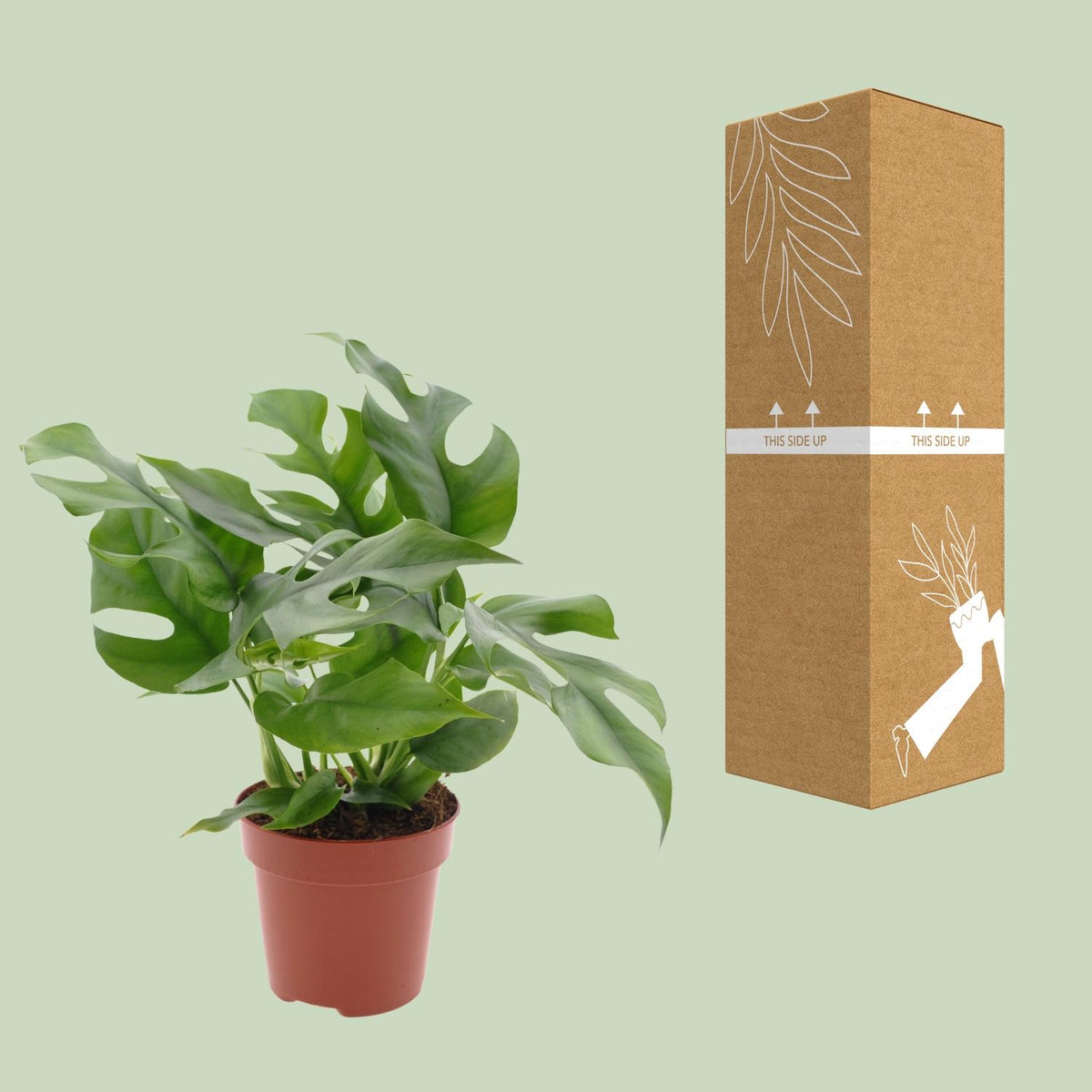 Detailfoto van Monstera Minima