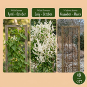 Fallopia aubertii - bruidssluier - set van 6 - Ø9 cm