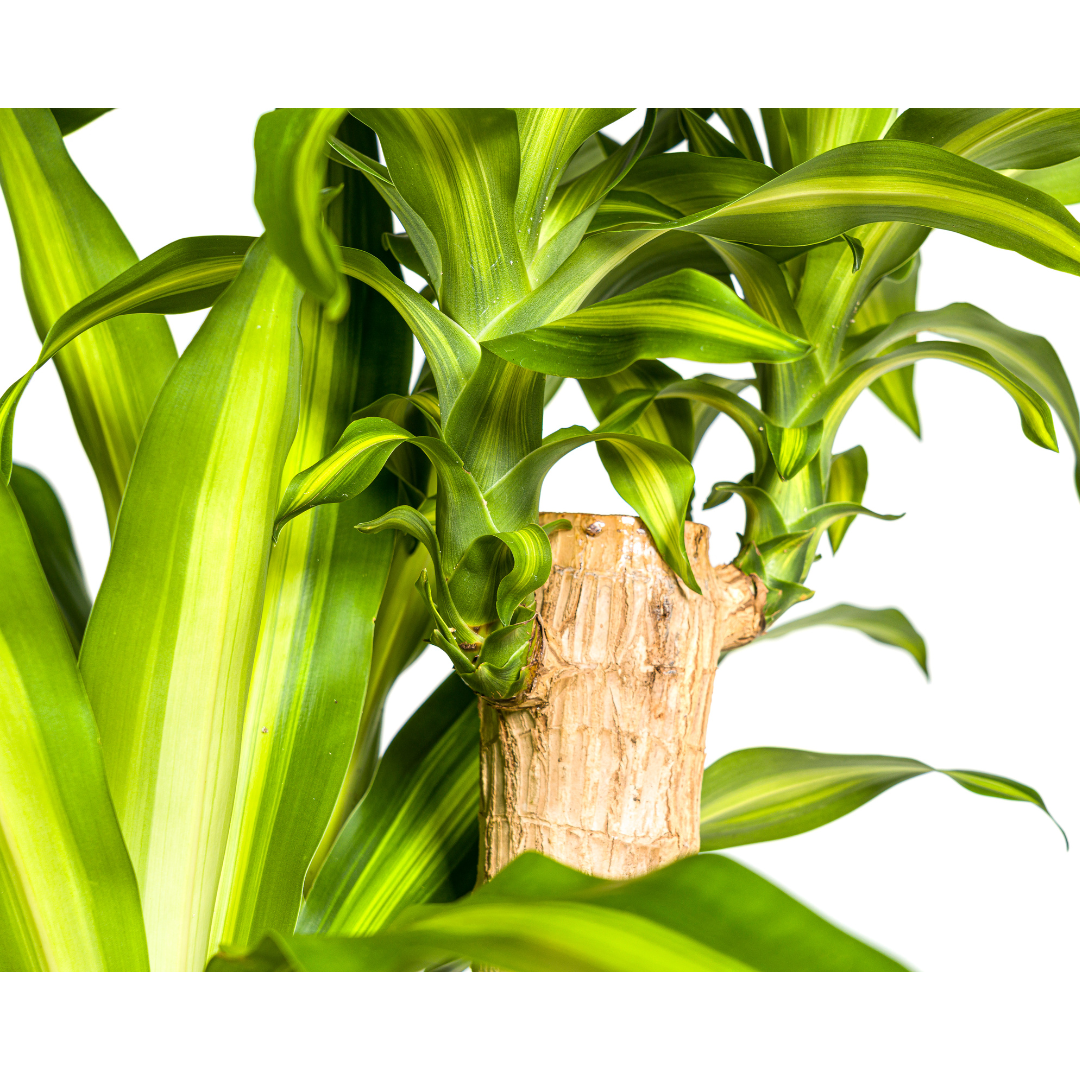 Dracaena Fragrans Massangeana, groene bladeren