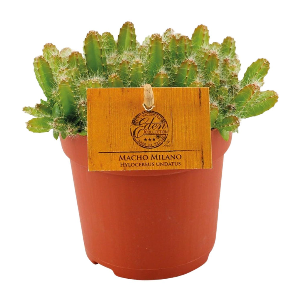 Productfoto van Hylocereus Undatus
