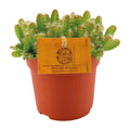 Productfoto van Hylocereus Undatus