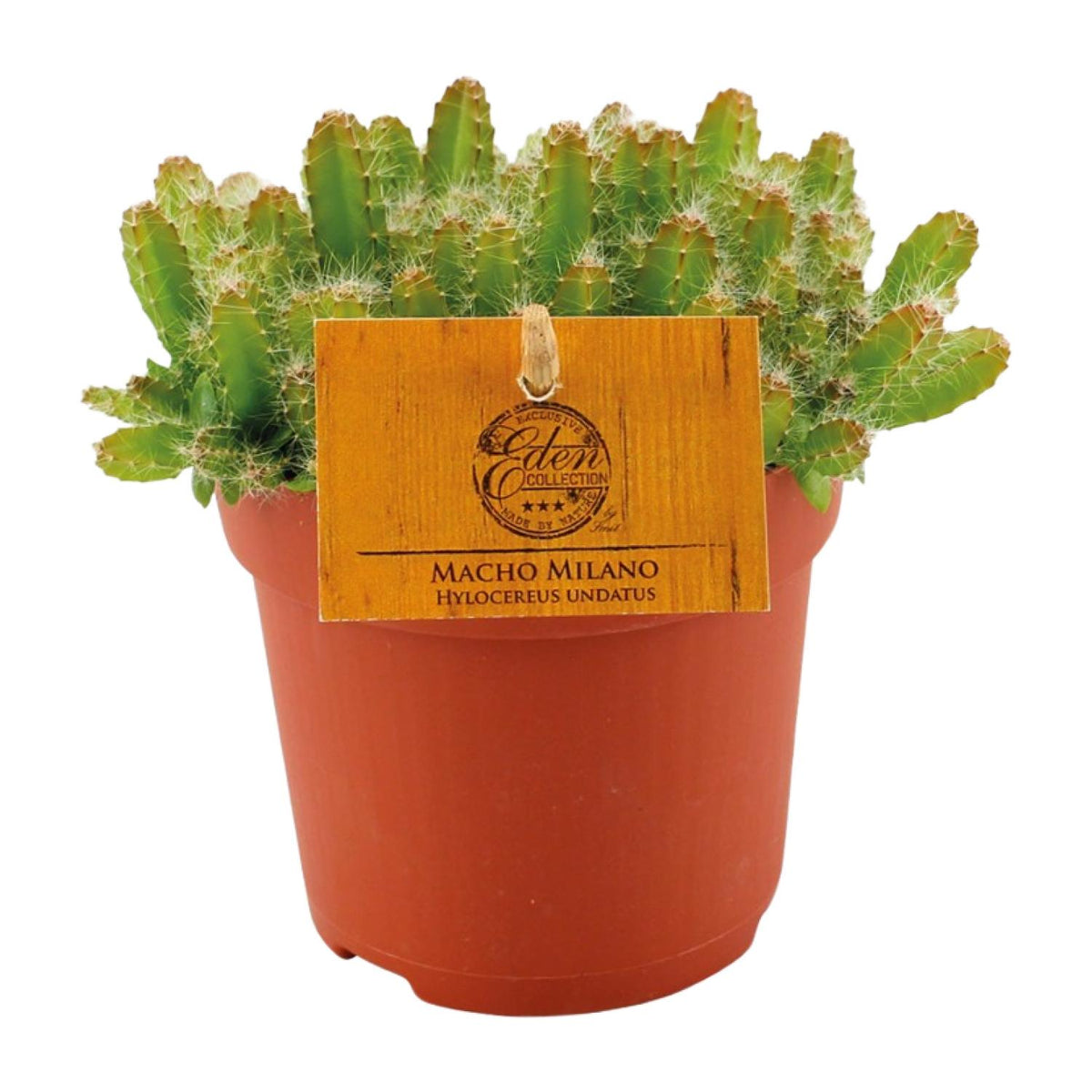 Productfoto van Hylocereus Undatus
