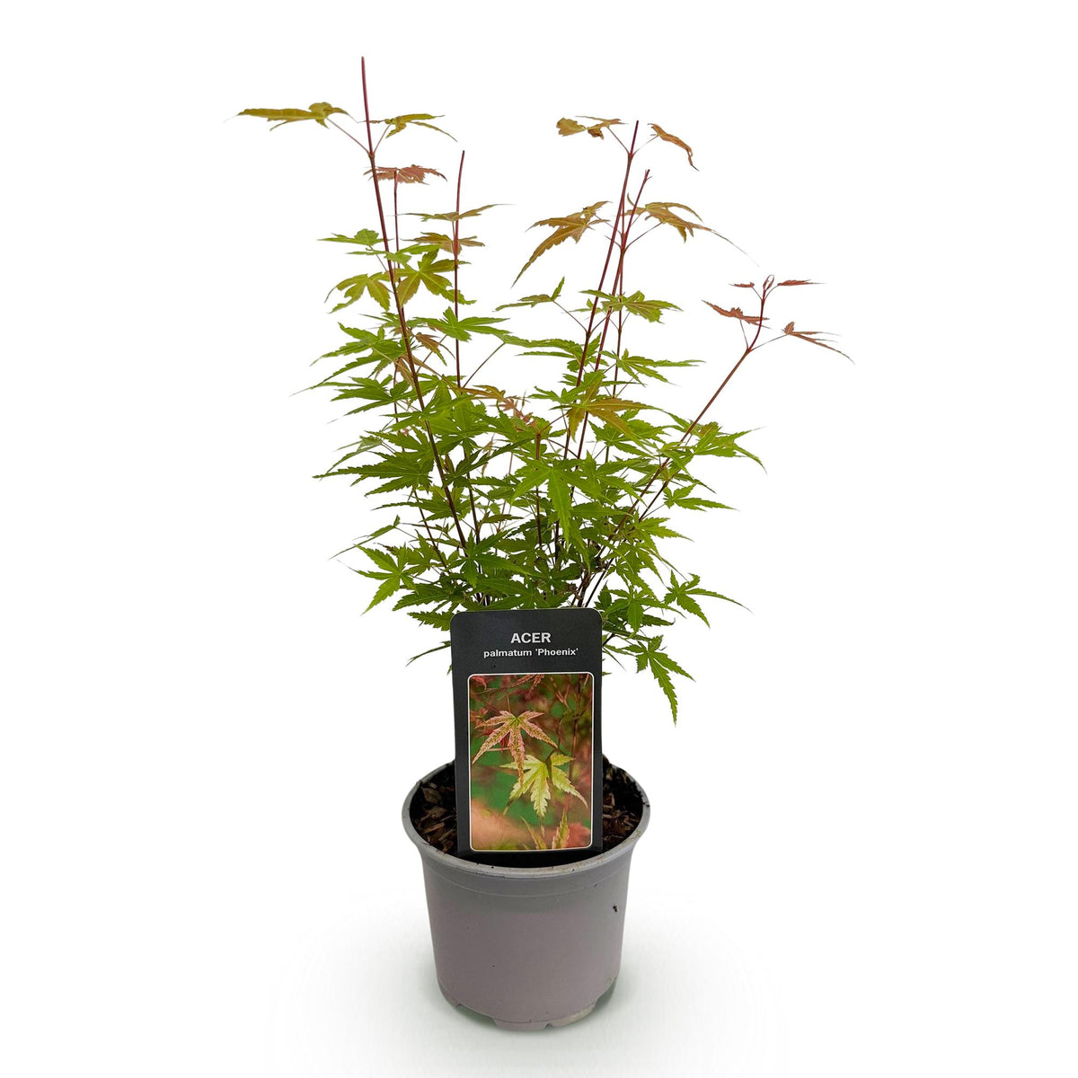 Acer palmatum Phoenix, 35 cm hoog, plant voor binnen