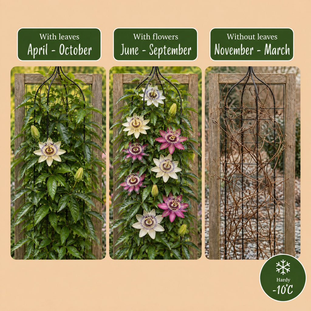 Passiflora rainbow mix, passiebloem in vier kleuren, gezonde plant