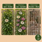 Passiflora rainbow mix, passiebloem in vier kleuren, gezonde plant