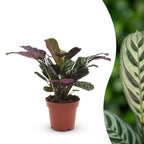 Ctenanthe Burle Marxii - Visgraatplant, detail van het blad