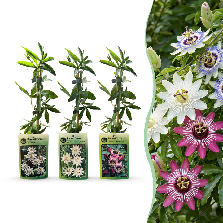 Passiebloem tricolour mix - driekleurige passiebloem - set van 12 - Ø9 cm