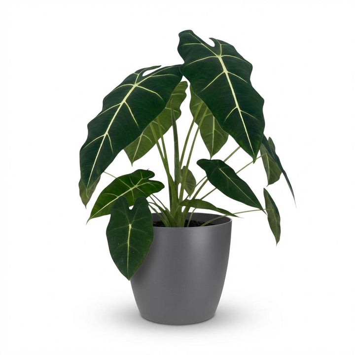 Olifantsoor (Alocasia Frydek) met grijze pot