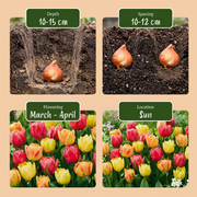 Tulp Symbiosa mix bloembollen, foto 4