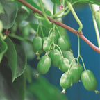 2x Kiwibessenplant Issai, groeiwijze van de plant