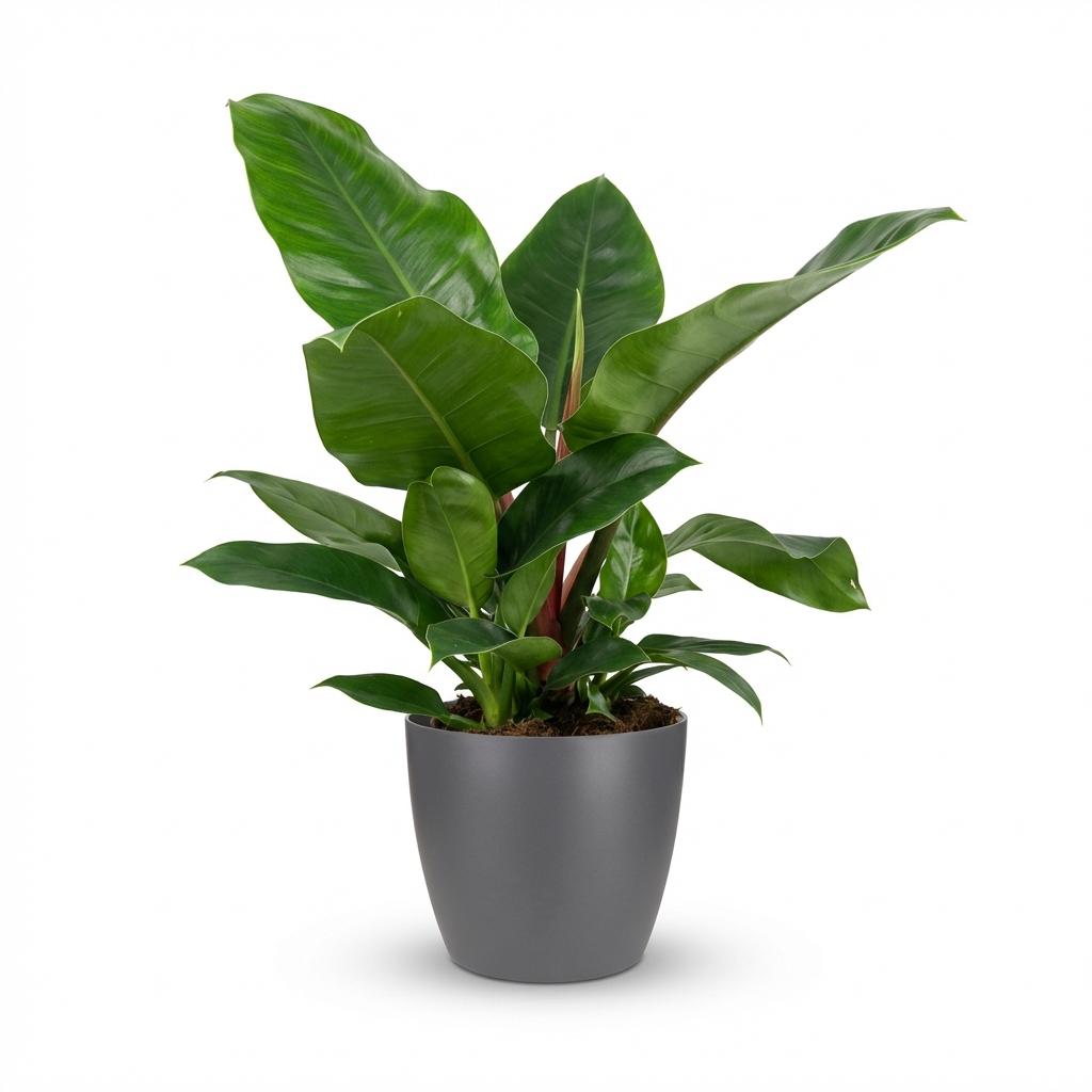 Philodendron Imperial Green met grijze pot, plant in pot