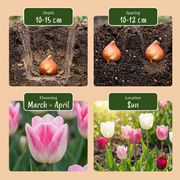 Pastel tulpen mix bloembollen, foto 4