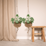 2x Kokodama Pilea Peperomiodes - Pannekoekenplant