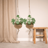 2x Kokodama Pilea Peperomiodes - Pannekoekenplant
