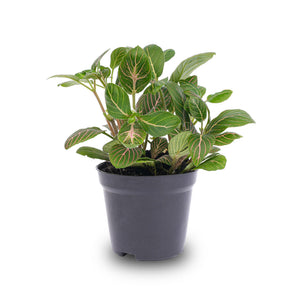 Fittonia 'Joly Josan', mozaïekplant groen met rode nerven