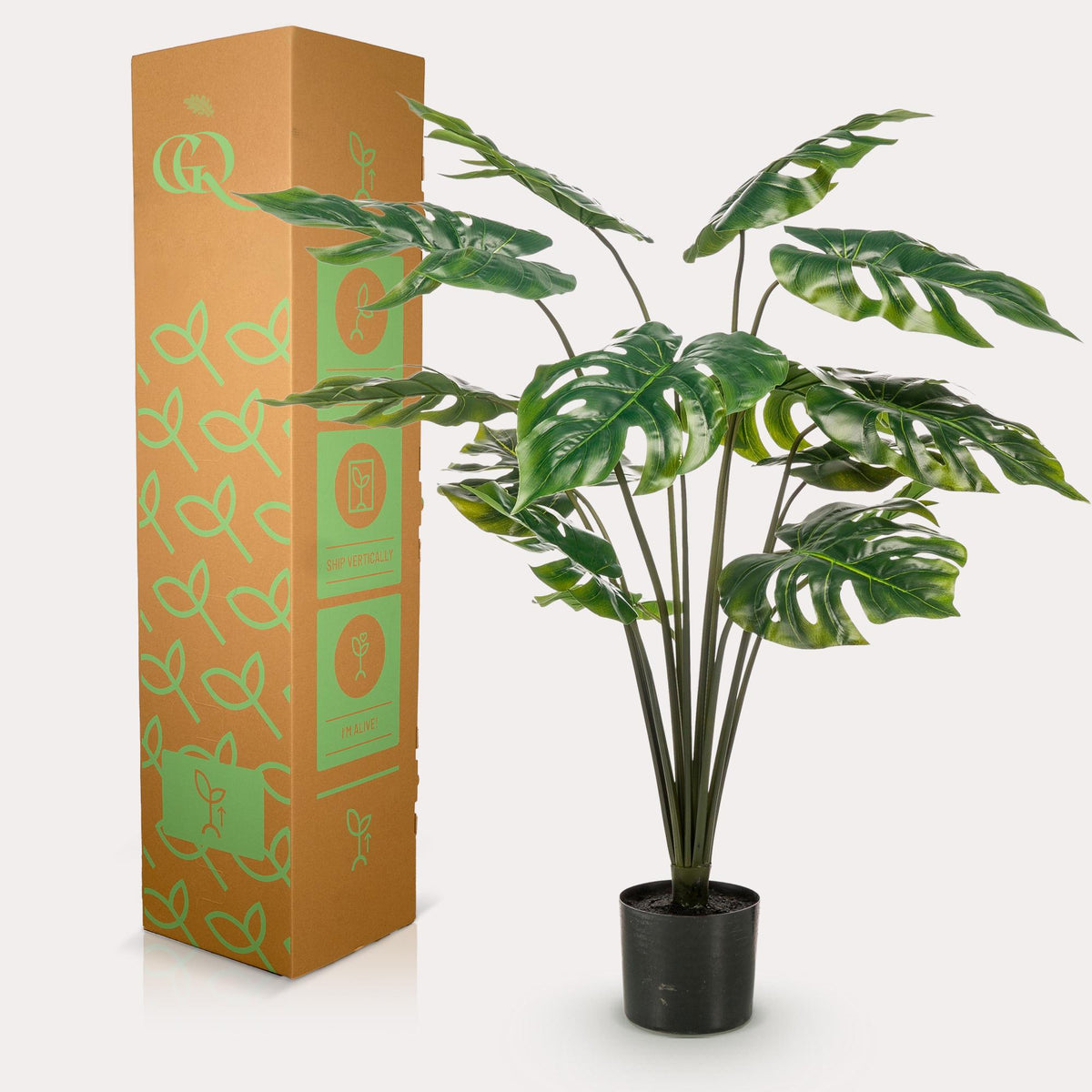 Monstera Deliciosa, groene bladeren