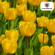 Tulpenbollen Sun Frillz, gele tulp met kartelrand, 20 stuks