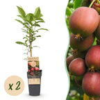 Kiwiplant Ken's Red, fruitgewas voor de tuin, detail van het blad