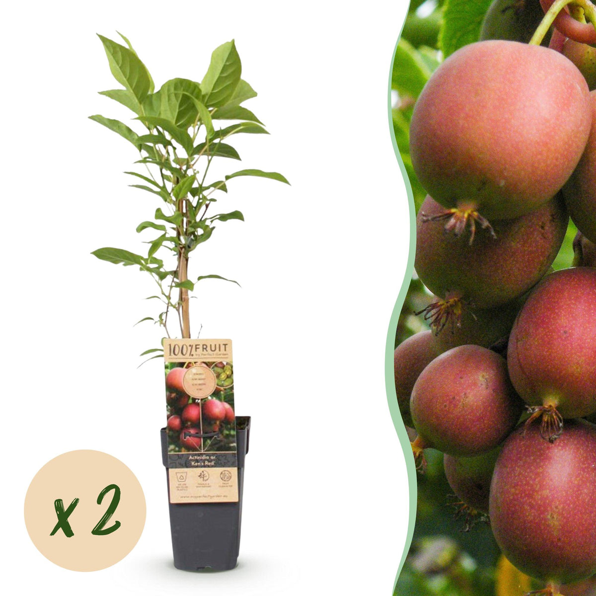 Kiwiplant Ken's Red, fruitgewas voor de tuin, detail van het blad