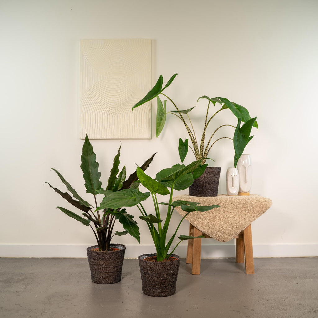 Productfoto van Alocasia Zebrina