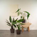 Productfoto van Alocasia Zebrina