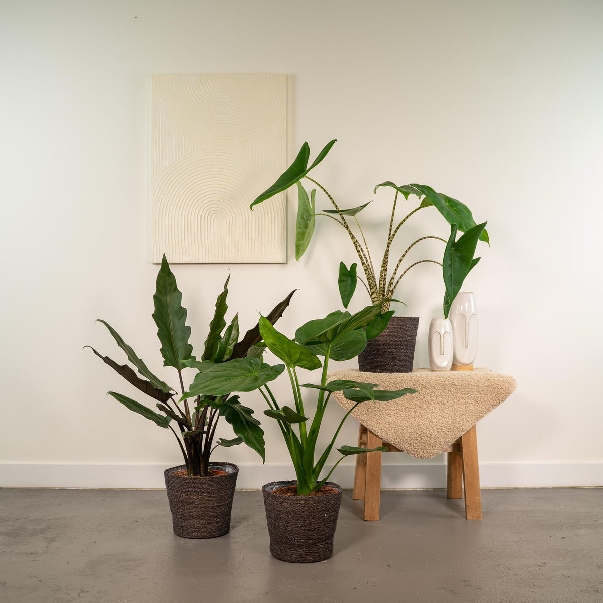 Productfoto van Alocasia Zebrina