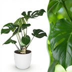 Monstera Deliciosa, kenmerkend blad