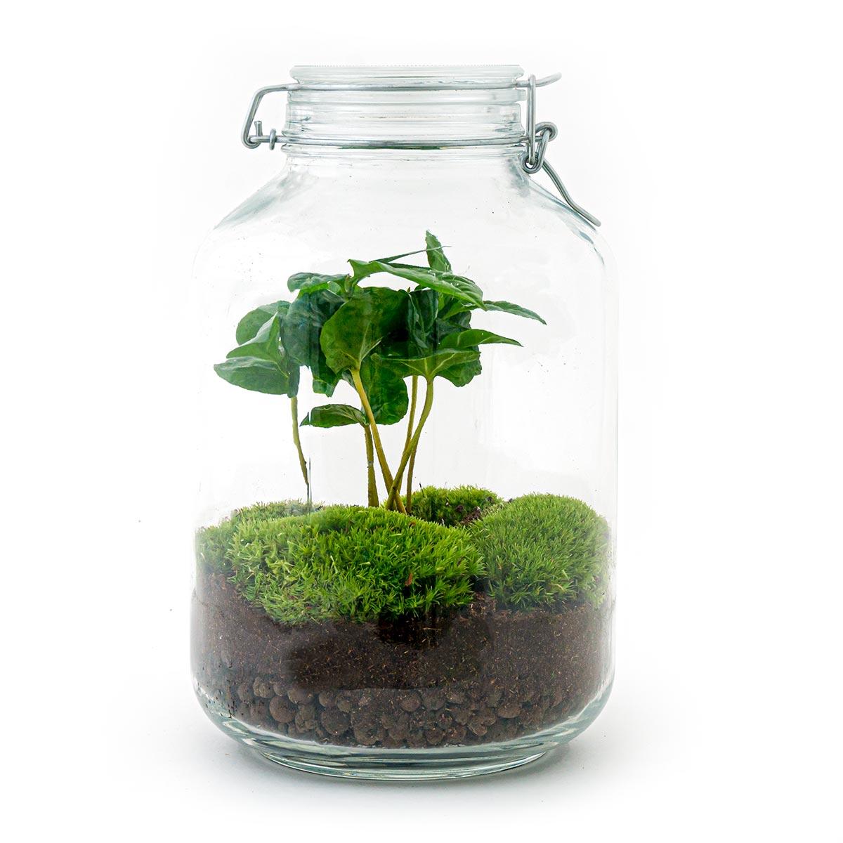 Detailfoto van DIY terrarium Jar met Coffea arabica, compleet gereedschap