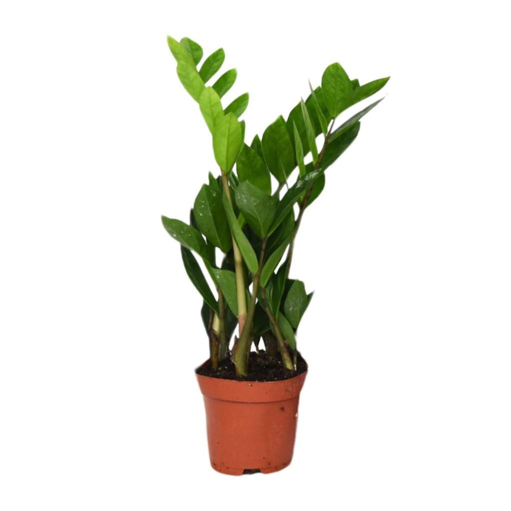 Productfoto van ZZ-plant Zamioculcas zamiifolia, glanzend blad, 40 cm hoog