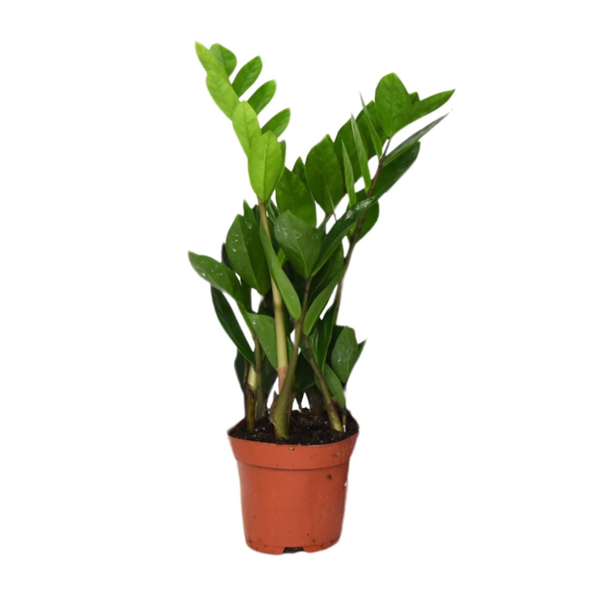 Productfoto van ZZ-plant Zamioculcas zamiifolia, glanzend blad, 40 cm hoog