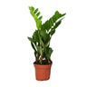 ZZ-plant Zamioculcas zamiifolia, glanzend blad, 40 cm hoog