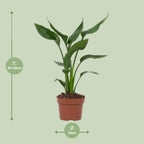 Strelitzia Reginae, kenmerkend blad