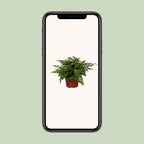 Asplenium Parvati, groene bladeren