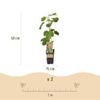 Productafbeelding van Pureplant