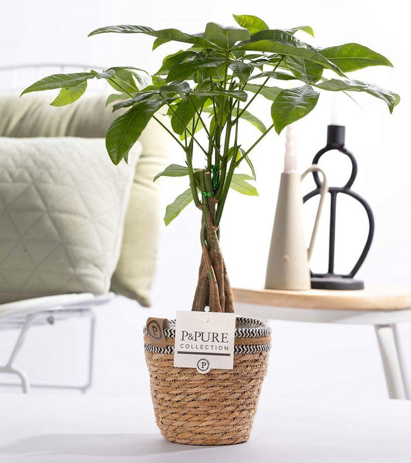 Pachira Aquatica In P&PURE Basket