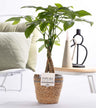 Pachira Aquatica In P&PURE Basket
