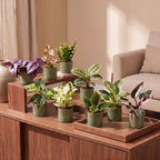 9x Baby Plants Surprise Box - Verrassingsbox kleine planten - Diversen - Tropisch - incl. Linnea Olive - Ø6cm - ↕5-15cm, kenmerkend blad