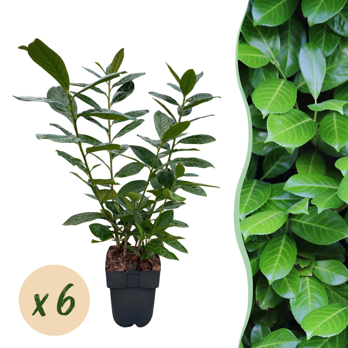 Prunus laurocerasus Novita, plant in pot
