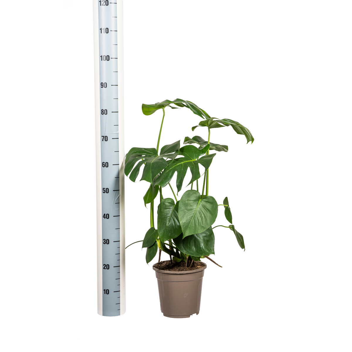 Monstera Deliciosa Tauerii, detail van het blad