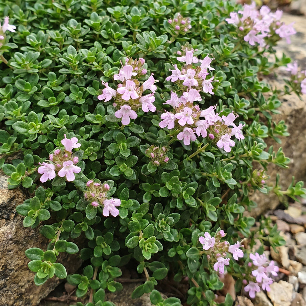 Thymus praecox Minor - KruipTijm - Geurend - Roze, groeiwijze van de plant