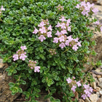 Thymus praecox Minor - KruipTijm - Geurend - Roze, groeiwijze van de plant