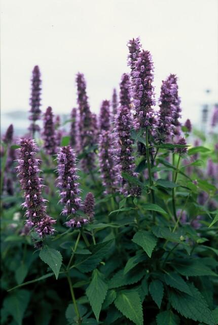 Agastache 'Blue Fortune', groeiwijze van de plant