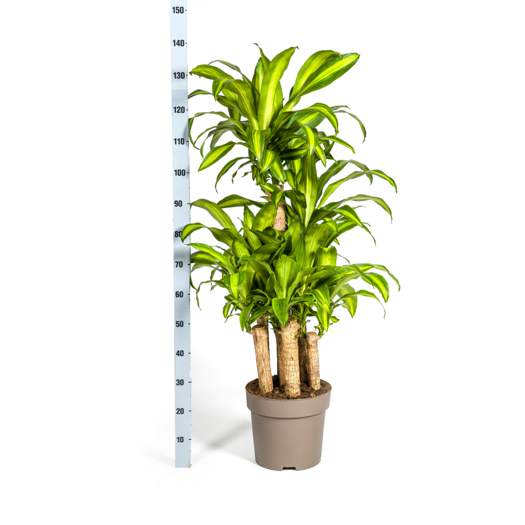 Dracaena Fragrans Massangeana Carrousel, groeiwijze van de plant