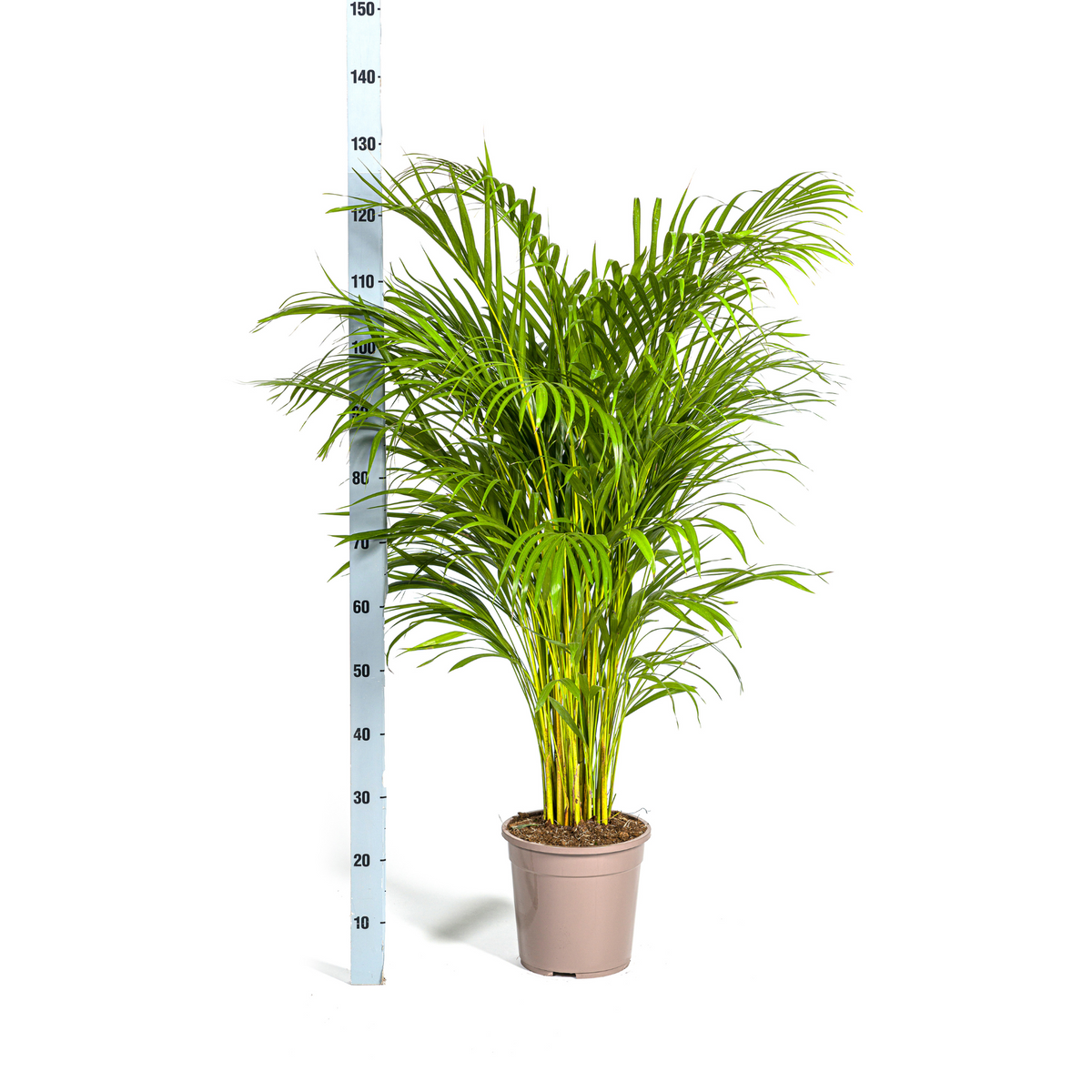 Dypsis Areca Lutescens, detail van het blad