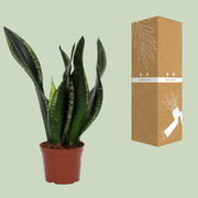 Sansevieria Whitney